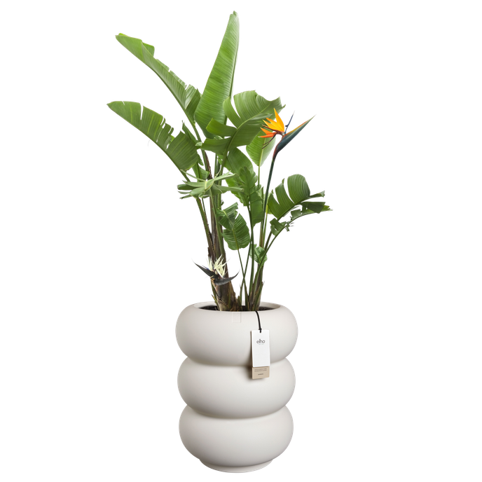 amber roll high 43cm bianco lino